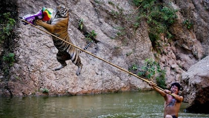 Un entrenador, apodado "El super hombre-tigre", juega con un tigre en el Templo del Tigre en la provincia de Kanchanaburi, Tailandia.