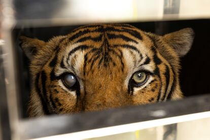 Rambo, un tigre parcialmente ciego de 19 años, miraba este martes desde el interior de su jaula tras ser rescatado por un equipo de veterinarios junto a la Fundación de Amigos de la Vida Silvestre. El zoológico en el que vivía este tigre en Tailandia cayó en bancarrota por la crisis de la covid y se vio forzado a cerrar.