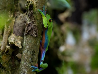 Una rana de cafetal (Agalychnis annae) en un área natural protegida de Costa Rica, en agosto de 2022.