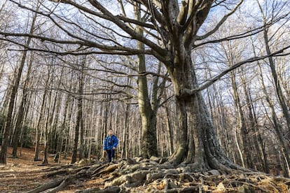 Un niño a los pies de una enorme haya del parque natural del Montseny, en la provincia de Barcelona.