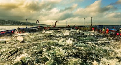 La 'levantá' es el instante más espectacular de esta pesca tradicional, los atunes emergen y comienzan a aletear acorralados.