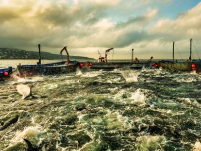 La 'levantá' es el instante más espectacular de esta pesca tradicional, los atunes emergen y comienzan a aletear acorralados.