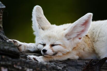 Un zorro fennec duerme en el Zoológico Biotropica en Val-de-Reuil (Francia).