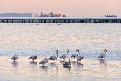 Flamencos en las salinas de la Trinidad, en el parque natural del Delta del Ebro (Tarragona).