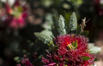 Flor de un Bottlebrush enano, una planta de origen australiano, en un jardín de California.