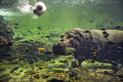 Un hipopótamo común sumergido en un lago, rodeado de peces. Sus cuidadores lanzan al agua un bloque de hielo y la hembra abre su gigantesca boca y se lo traga de una.