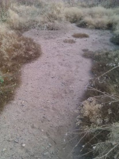Detalle de una zona de suelo contaminado sin vegetación en el corredor verde del río Guadiamar.