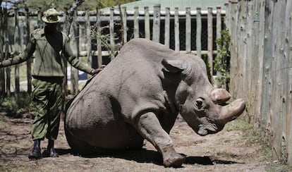 Sud&aacute;n, el &uacute;ltimo rinoceronte blanco del norte que queda en el mundo, en una foto el pasado mayo con un guardia en la reserva natural keniana de Ol Pejeta.