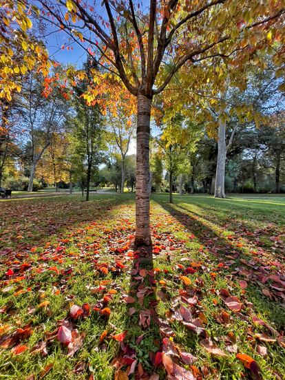 Un árbol (prunus serrulata) en el Parque del Retiro de Madrid en noviembre.