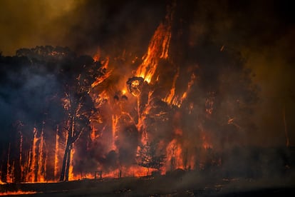 El fuego incontrolado se ceba con las copas de los árboles en Yatte Yattah, en el Estado australiano de Nueva Gales del Sur.