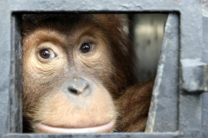 Un orangután de Sumatra mira a través de la ventana de una jaula antes de ser puesto en libertad por la organización Programa de conservación de Orangutanes en Sumatra en el parque forestal de Jantho en Aceh (Indonesia). Se trata de una de las especies bajo riesgo de extinción, con tan solo 6.600 ejemplares en libertad. Este animal también está incluido en el apéndice 1 de la Convención sobre el Comercio Internacional de Especies Amenazadas de Fauna y Flora Silvestres, acuerdo internacional cuya finalidad es velar por que el tráfico internacional de especies no suponga una amenaza para su supervivencia.