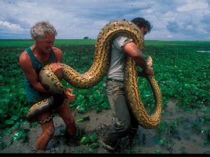 Jesús A. Rivas y Ed George capturando una anaconda. l