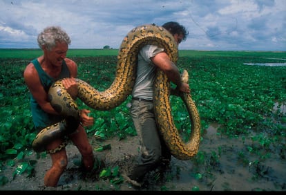 Jesús A. Rivas y Ed George capturando una anaconda