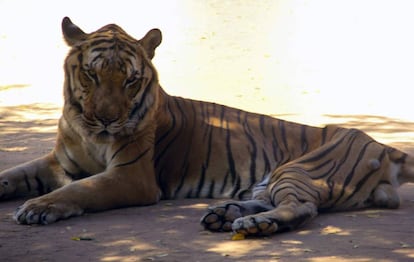 A malnourished tiger in the San Francisco zoo.