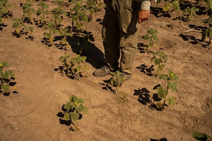 Joan Hofer camina entre plantas de soja secas en San Jerónimo Sud, en la Provincia de Santa Fe.