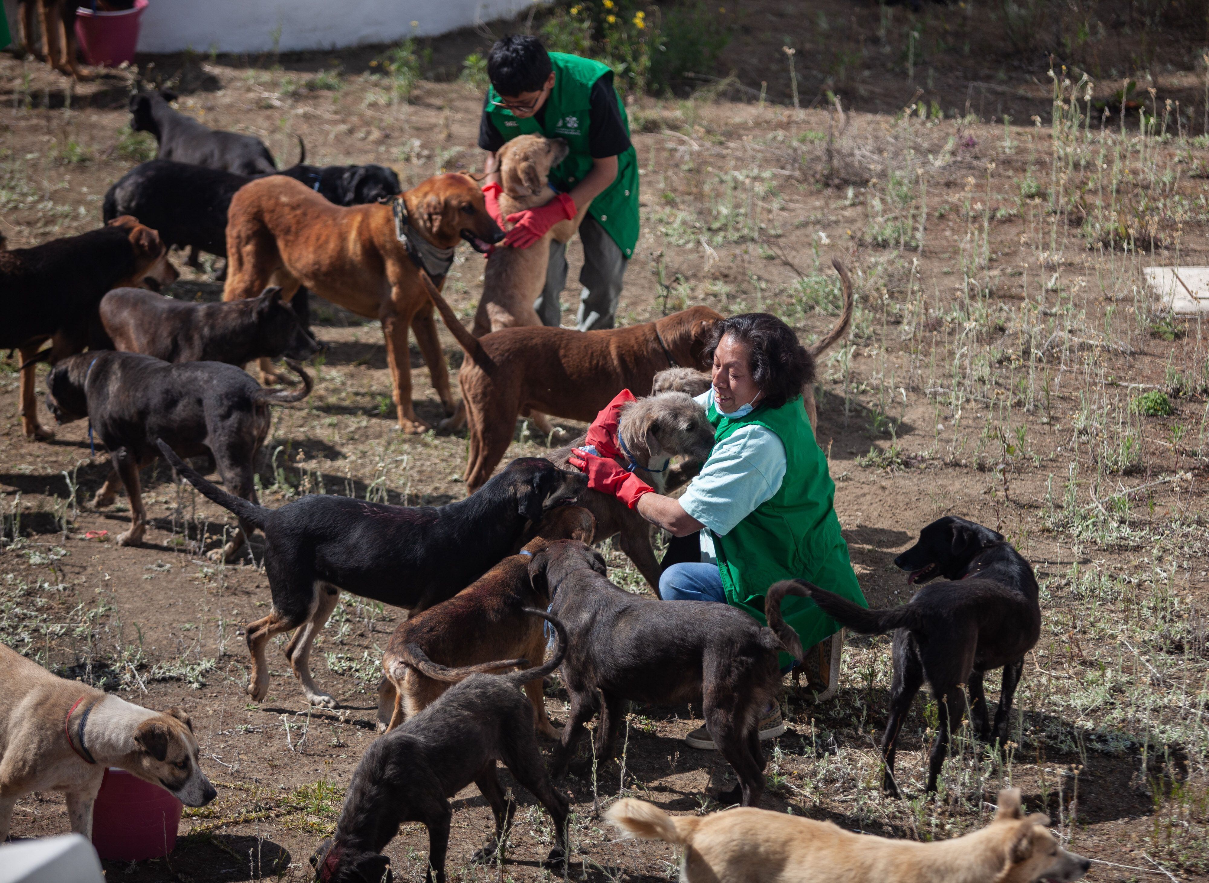El desalojo de más de 900 perros y gatos enfrenta al Refugio Franciscano y al Gobierno de Ciudad de México por un predio en Cuajimalpa