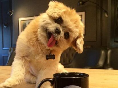 Conoce a la Kim Kardashian del mundo canino