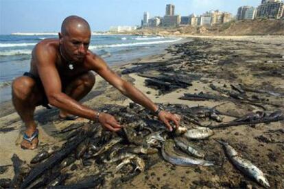 Un libanés recoge peces muertos en una playa de Beirut. Los bombardeos israelíes sobre una central energética en el sur del país han provocado el vertido de unas 30.000 toneladas de petróleo al mar.