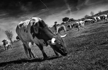 Un grupo de vacas pastando en La Finca Jiménez Barbero, de Colmenar del Arroyo.