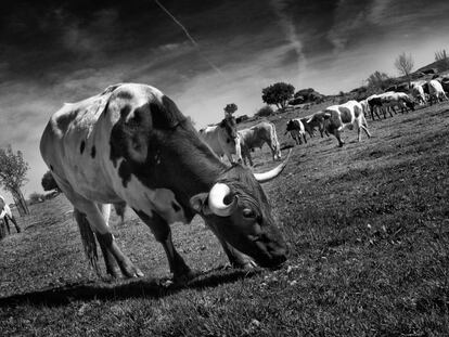 Un grupo de vacas pastando en La Finca Jim&eacute;nez Barbero, de Colmenar del Arroyo. 