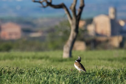 Macho de sisón, una especie declarada este año en peligro de extinción en España.