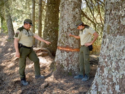 Dos agentes de Medio Ambiente de la Junta de Andalucía verifican uno de los árboles atacados en el paraje de la Fuenfría, en Igualeja.