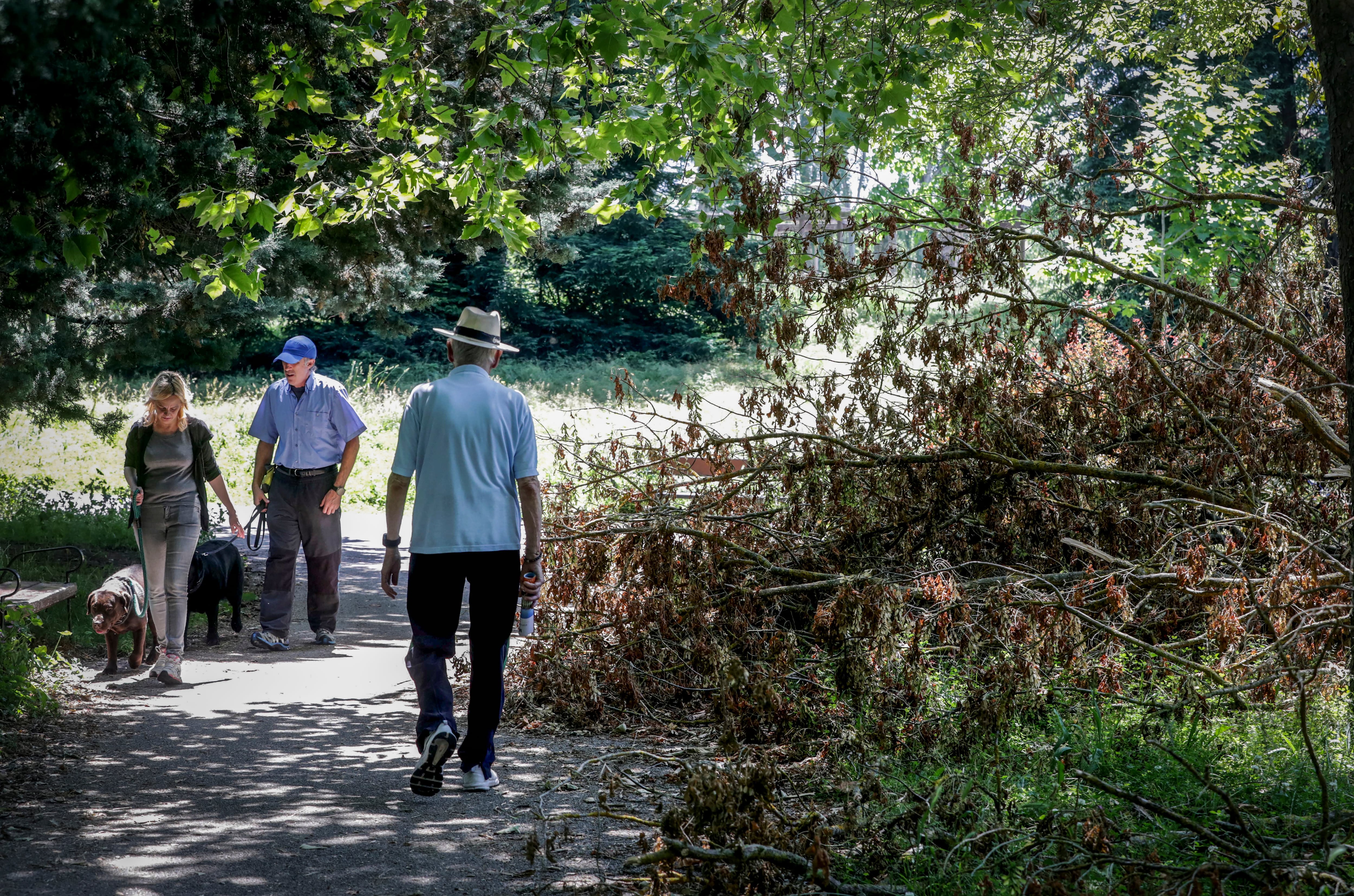 Una huelga de jardineros en Vitoria provoca una explosión de flores: “Si se deja que se desarrollen las plantas, la biodiversidad se multiplica”
