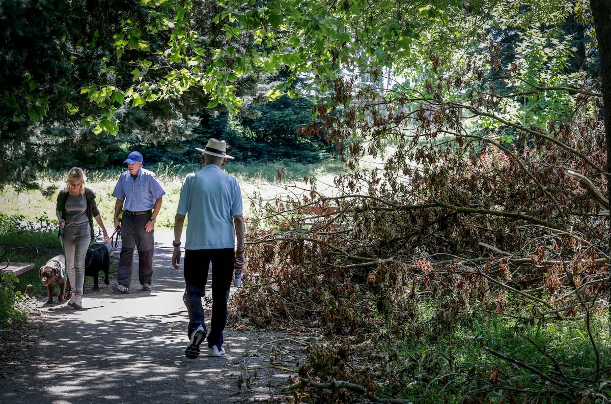 Una huelga de jardineros en Vitoria provoca una explosión de flores: “Si se deja que se desarrollen las plantas, la biodiversidad se multiplica”
