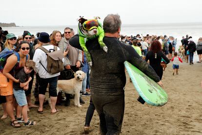 El evento, reconocido como la "competencia de surf de perros más importante del mundo", se lleva a cabo en el área de San Francisco desde 2006. En la imagen, Faith y su dueño, James, se dirigen al agua para montar una ola.