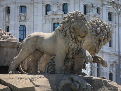 Leones de La Cibeles. 