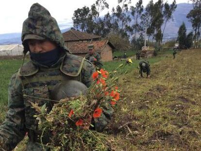 Militares en Ecuador destruyen un campo de amapola. 