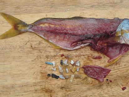 Un pez despiezado que muestra los plásticos que había ingerido.