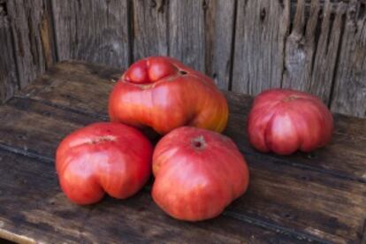 Tomates rosados de Calabazares.