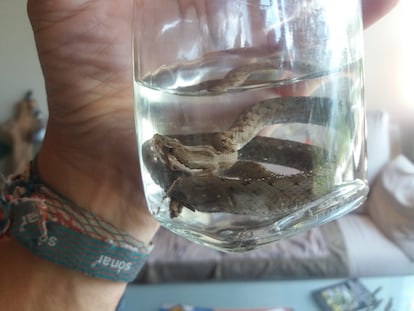 Una víbora muerta encontrada en el Montseny.