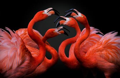 Um grupo de flamingos vermelhos decide quem manda no grupo, enquanto o homem deve se decidir por uma saída para salvar diferentes espécies da extinção