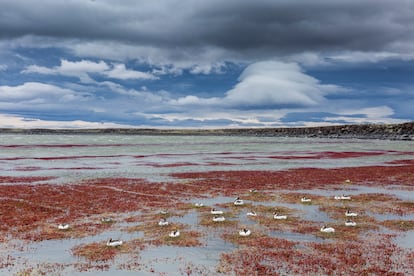 Imagen de archivo de una colonia de macá tobiano en Santa Cruz, en la Patagonia, en 2017.