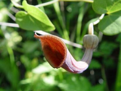 Aristolochia baetica.