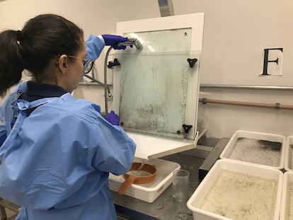 The process of separating mosquito larvae by sex and size at the World Mosquito Program (WMP) laboratory within the Oswaldo Cruz Foundation in Rio de Janeiro, on April 3, 2024.