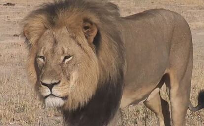 El león Cecil en su reserva de Zimbabue.