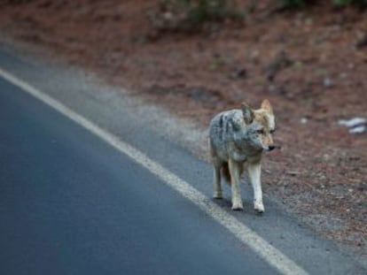 El animal no sufrió ningún daño grave