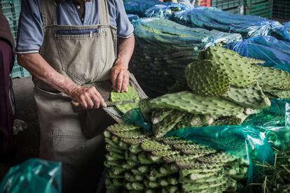 Con la expresión “ser más mexicano que el nopal” no hay nada más que añadir. La chumbera está en el escudo nacional y sus pencas se usan en la medicina tradicional, así como en tacos, tlacoyos, tostadas, sopas, ensaladas, guisos y jugos. En la foto, un limpiador de nopales cultivados en el estado de México. En un día productivo, puede llegar a quitar las espinas de cinco mil tallos. Sin guantes y solo con un cuchillo. 