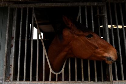 El caballo de carreras 'Sizing John', que ganó la Copa de Oro Cheltenham, en el hipódromo en Moone, Irlanda.