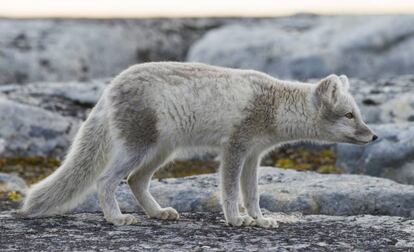 Un zorro ártico en Svalbard, Noruega. 