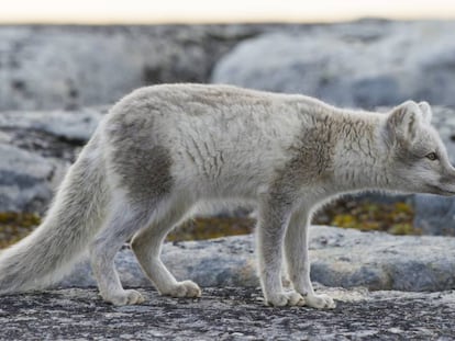 Un zorro ártico en Svalbard, Noruega. 
