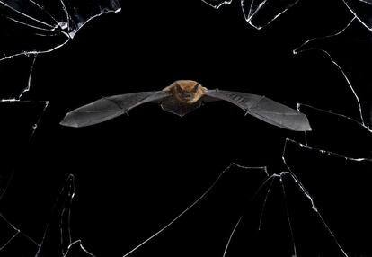Un murciélago común sale de su escondite en una casa abandonada a través de una ventana rota.