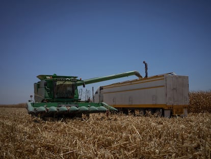 Una máquina trilladora vacía granos de maíz en un camión, al sur de Culiacán (Estado de Sinaloa), el 21 de mayo de 2023.
