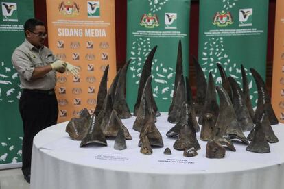Un funcionario observa varios cuernos de rinoceronte incautadas en Kuala Lumpur este lunes. 