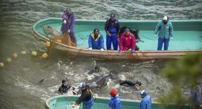 Japoneses seleccionan delfines, durante la captura anual de estos animales en Taiji (Japón).