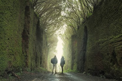 Sendero del Bosque Encantado, en el macizo de Anaga, en Tenerife.