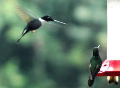 Ecuador, compuesto por cuatro regiones naturales contiene el mayor número de aves en relación a su territorio, un "potencial mundial" para el llamado "aviturismo", señala un informe del Ministerio de Turismo. EFE/Archivo